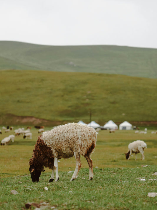 Бэлчээрийн Хонины Мах (1кг) | Уламжлалт Амт, Шинэ Чанар